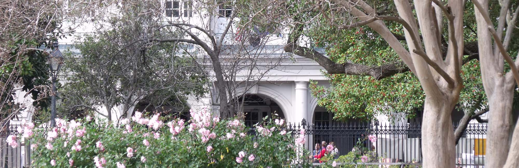 Magnolias in New Orleans